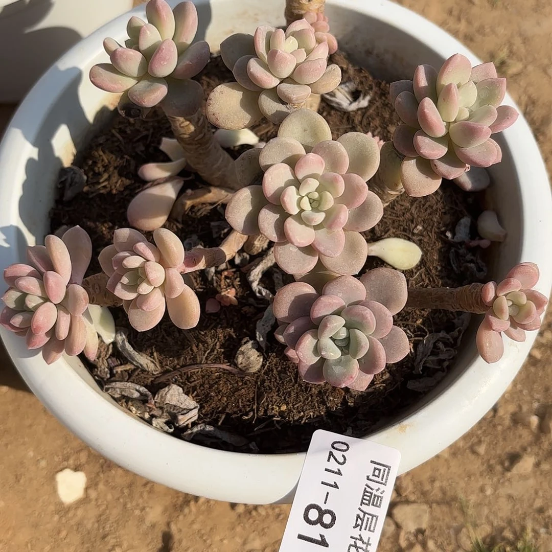 同温层多肉81白露