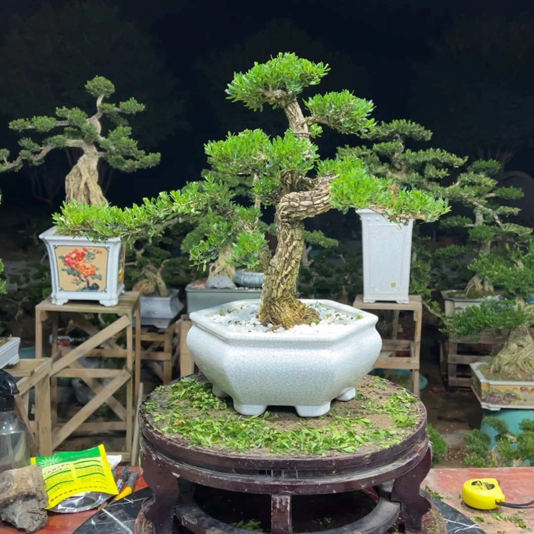 无花朵广东皱皮雀舌黄杨