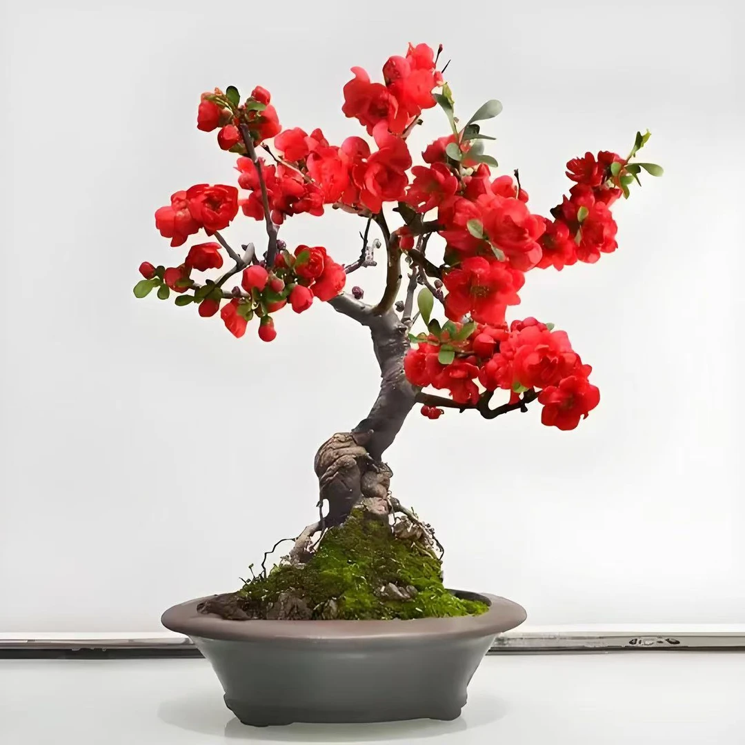 造型海棠花盆栽浓香型四季开花庭院阳台耐寒花卉