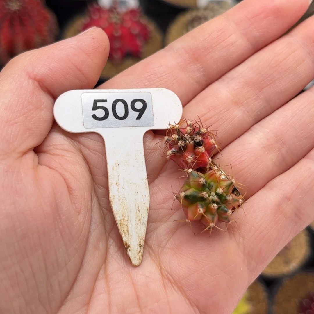 婳*专拍的 米哈仙人球