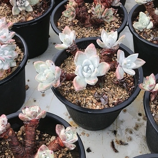 厚叶大花朵仙女棒杯