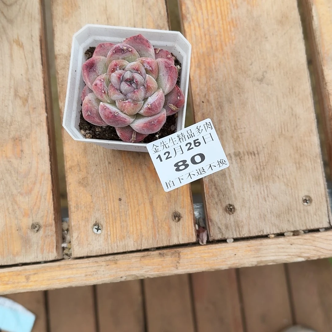 惊****1225-80南柯梦单头