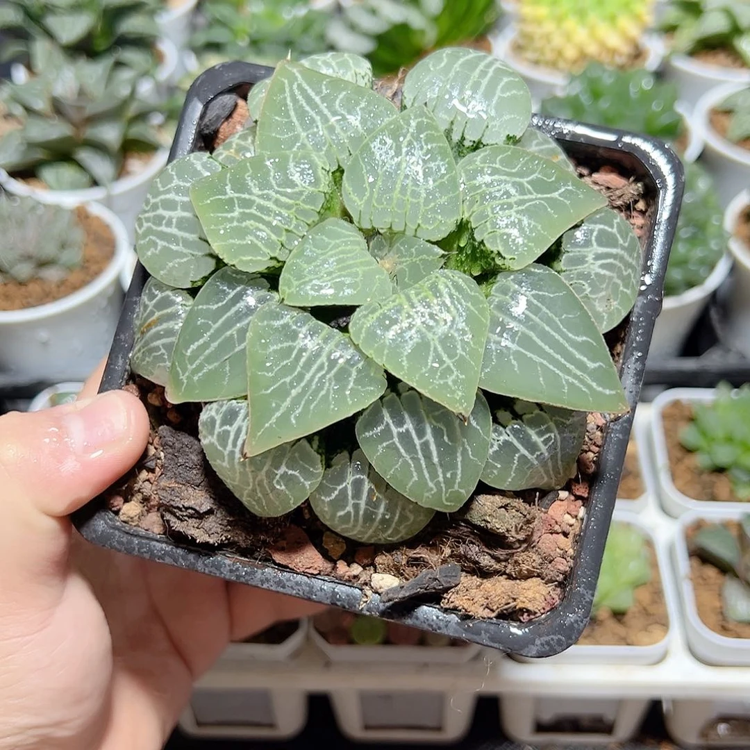 母本水晶康平101