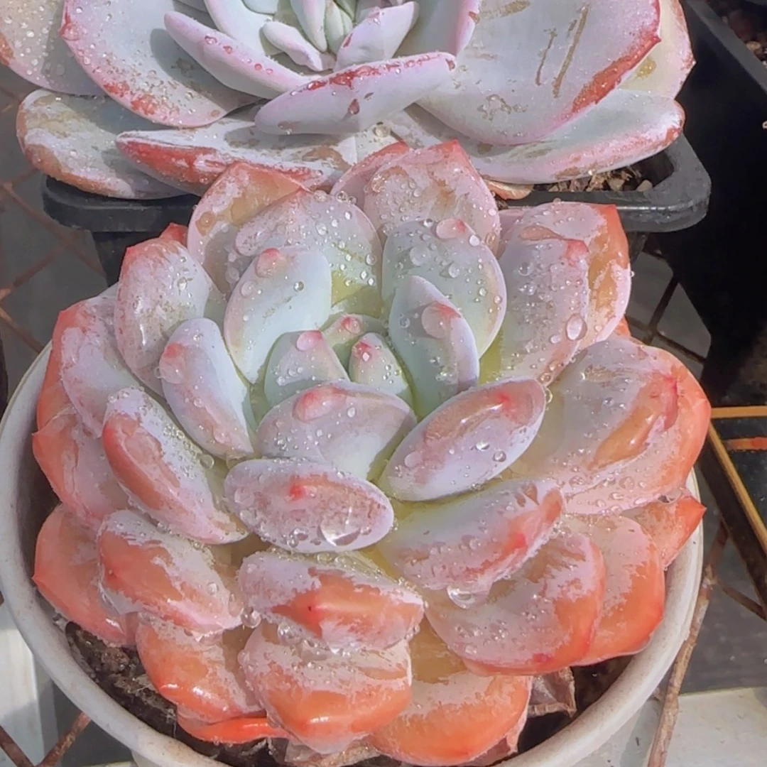 【闪购商品】香橙9.9