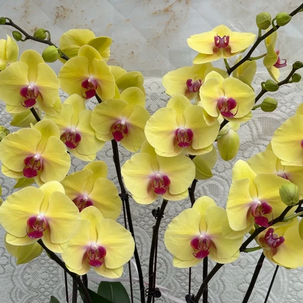 兰馨【大黄蜂】3.5杯蝴蝶兰盆栽 懒人花 室内花卉 花期长 好养活