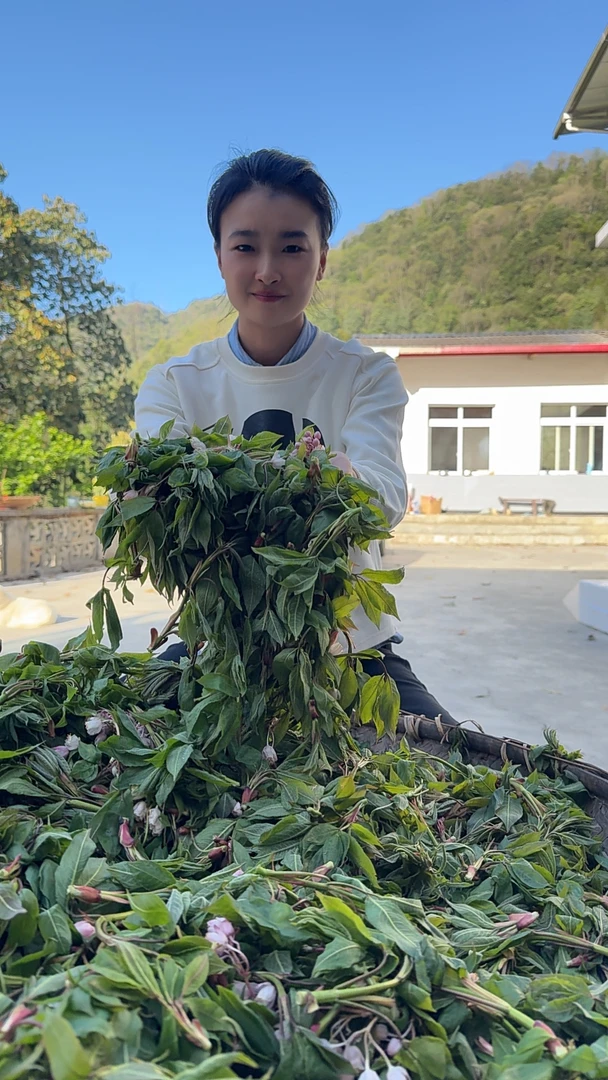 四川宝兴高山豆芽花