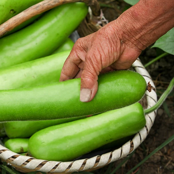 农家自种瓠瓜葫芦当季新货露天种植