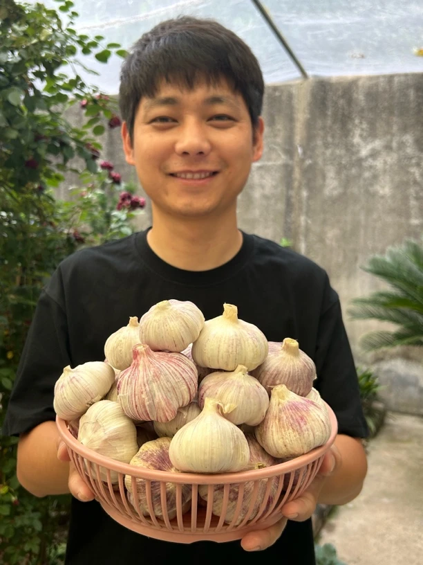 农家自种紫白皮干蒜产地直发可吃可种炒菜凉拌腌制辛辣提香