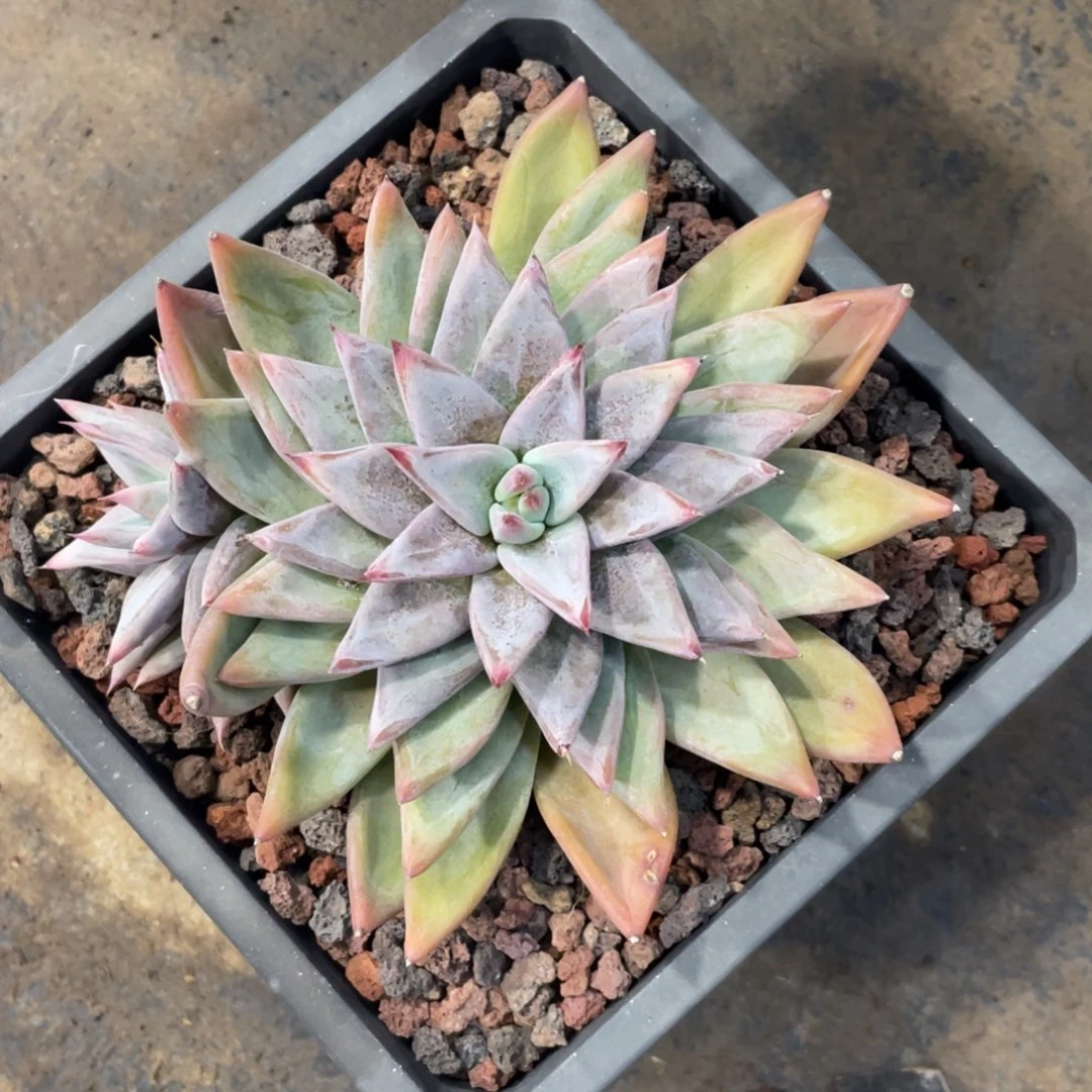 圣徒旋叠叶冠幅15 公分一物一拍