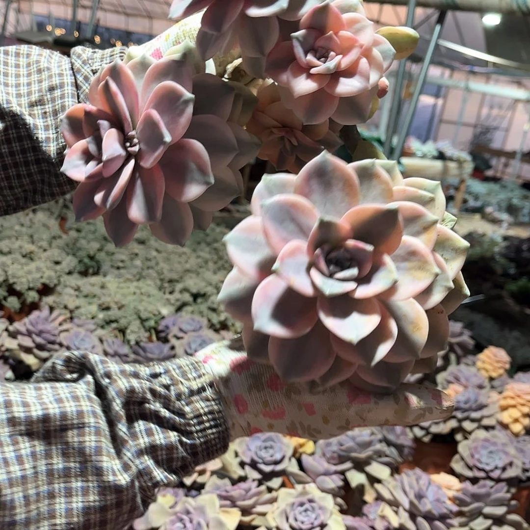 鑫***铺多肉植物紫乐景A94