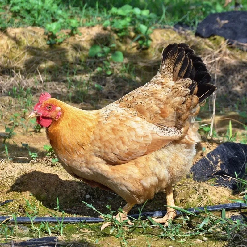 农家散养老母鸡正宗草鸡走地鸡笨鸡月子鸡新鲜现杀整只装