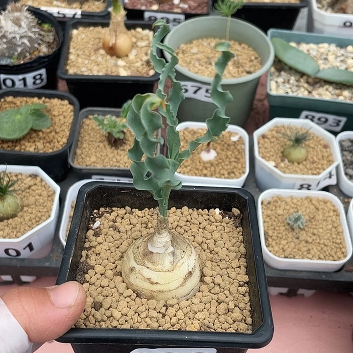 900产地D属宽叶弹簧草