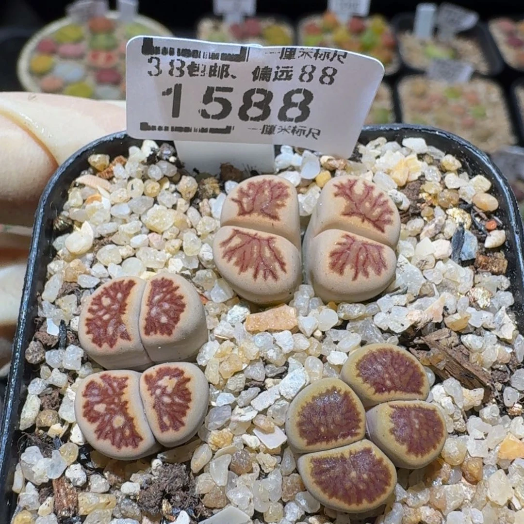Ssss精品生石花1588