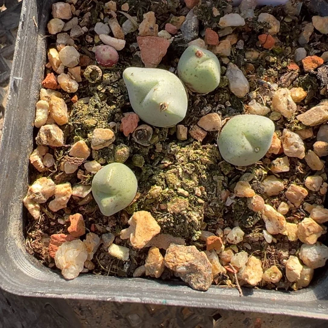 ?***头16-08猪蹄多肉植物