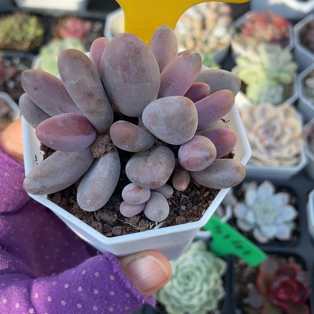 928红手指多肉植物