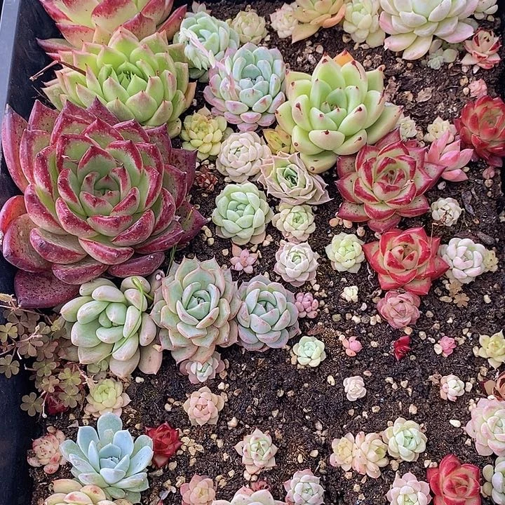 162 多肉植物盆栽花卉