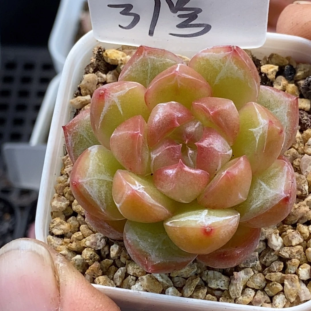 天官赐福百无禁忌