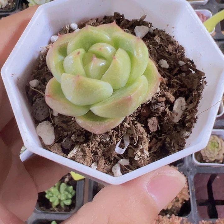 明朗珍妮精品多肉植物