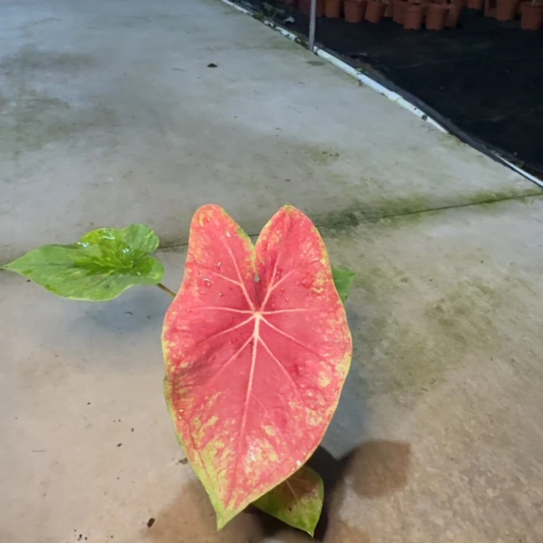 老***涂无花朵泰彩   FD 00037