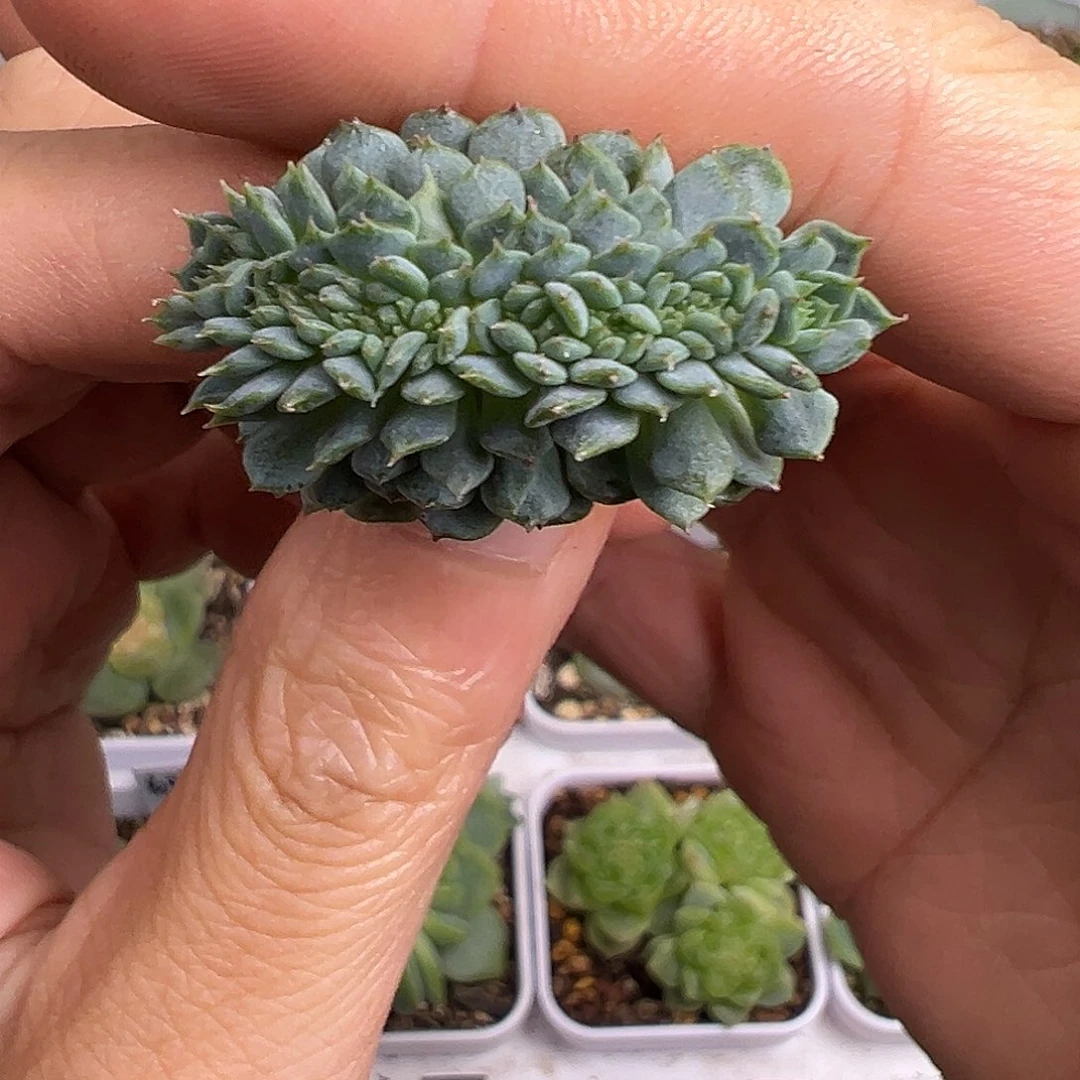 下播福利 切下来的板子缀