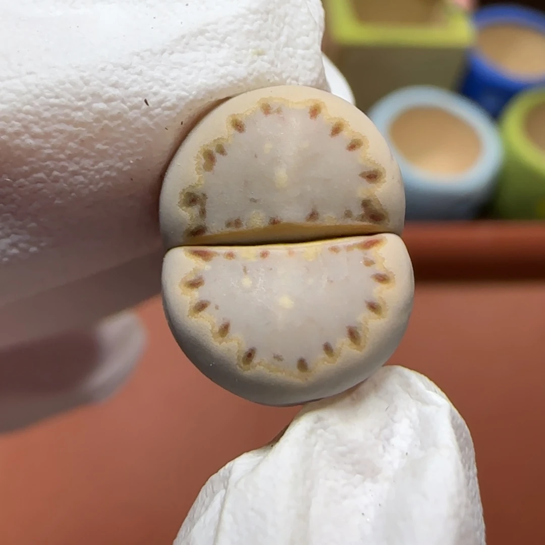 12.25.1621.015饼干.9044.有腿.圣诞福利