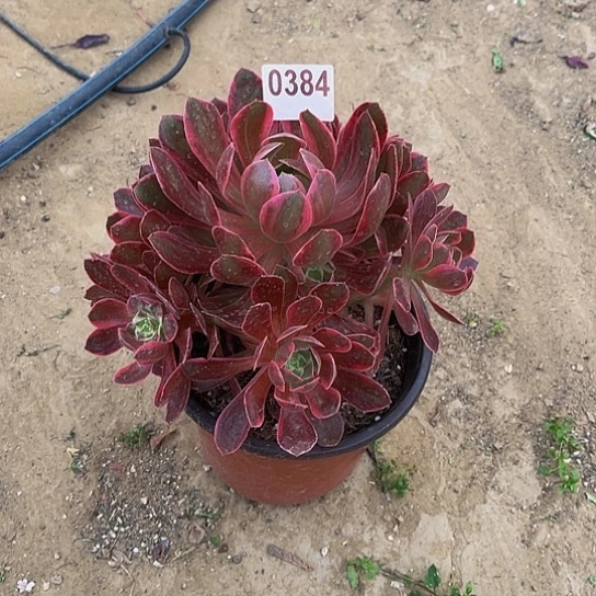 多肉植物一物一拍0384