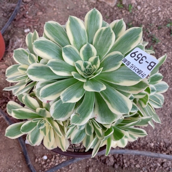 359迈吧赫多肉12345678