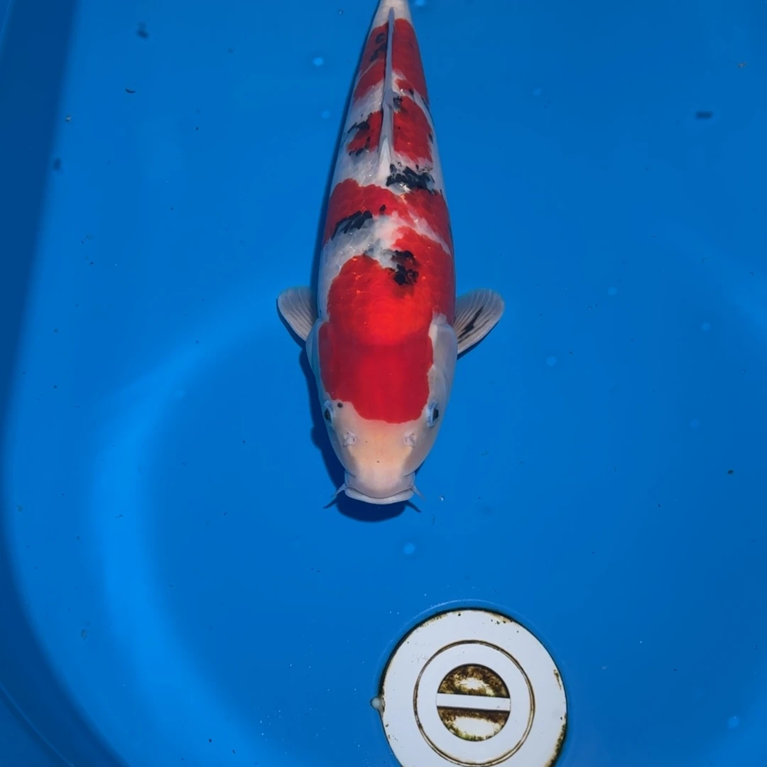 鲤科类公母搭配10-60不支持退换