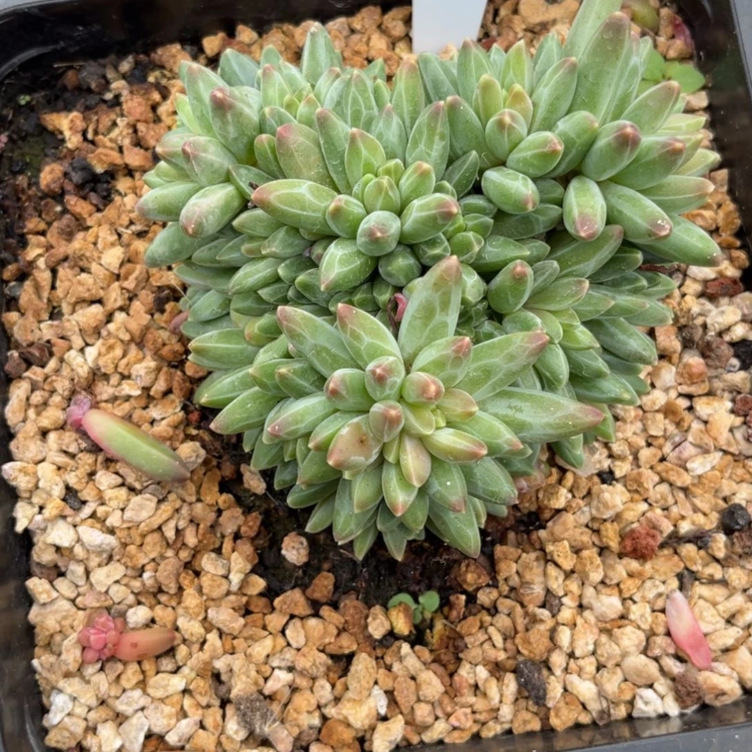 伊卡鲁斯多肉植物63