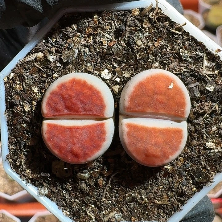 自****?生石花11111111。   370