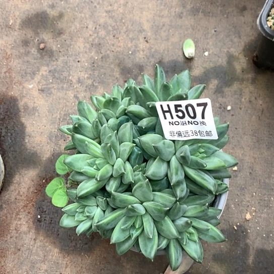 加***2美人群507 亏本处理退款拉黑7-8天发货