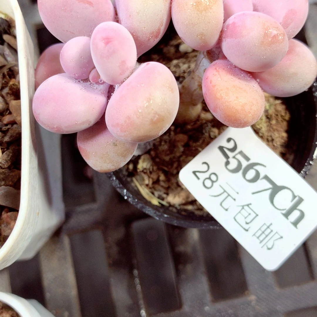 5厘米盆精控多肉2567