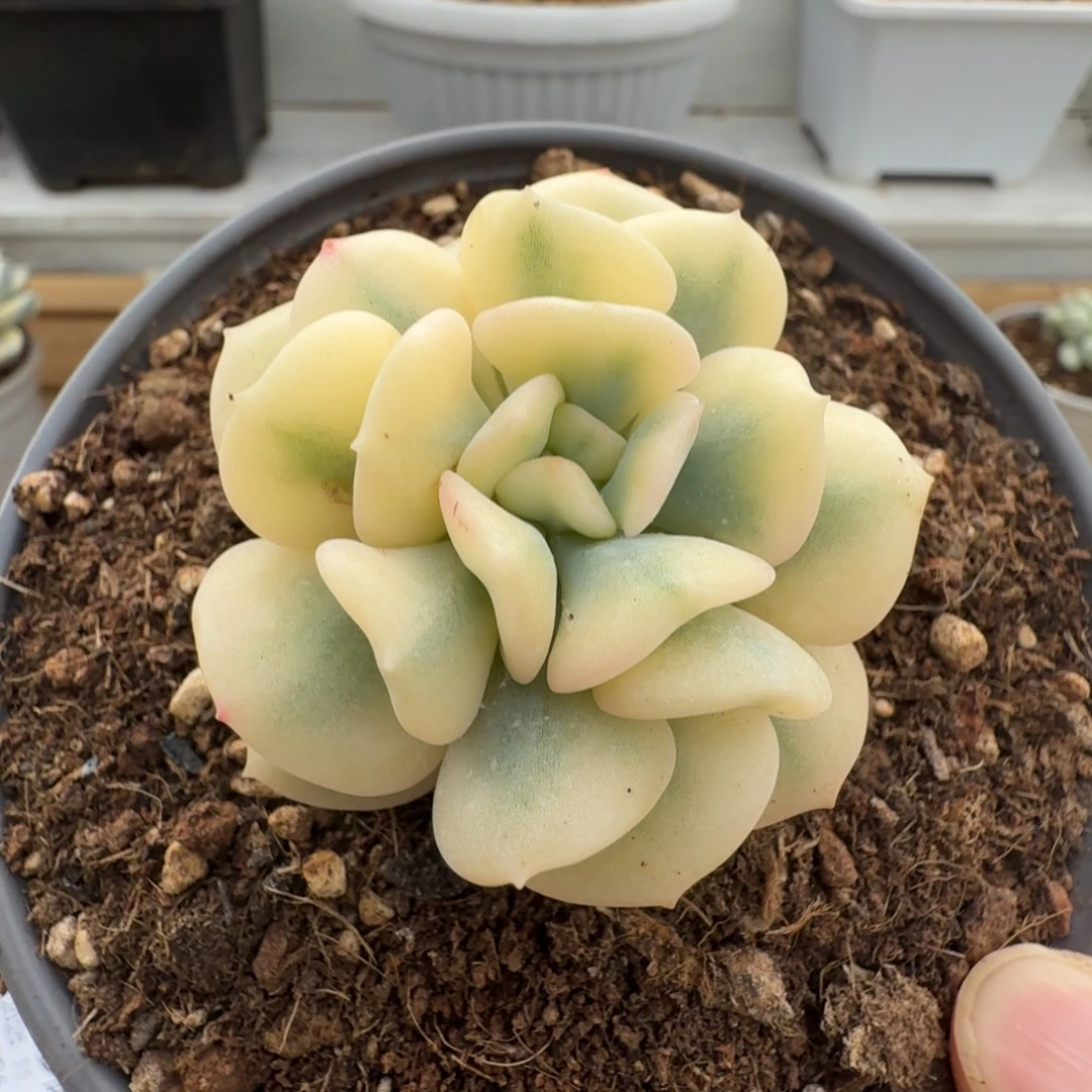 雪精灵锦111110-191