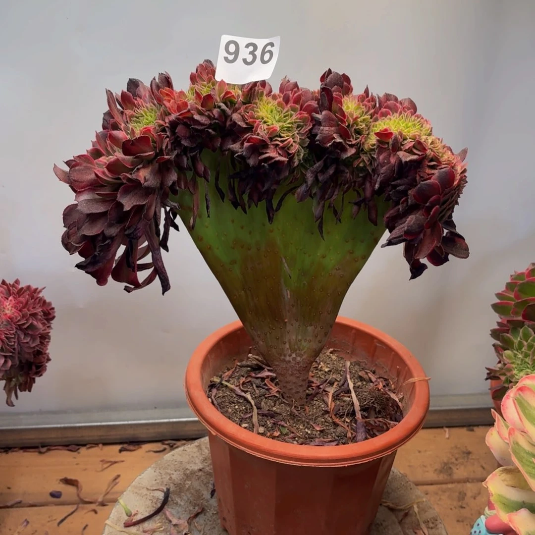 多肉法师黑金刚缀936