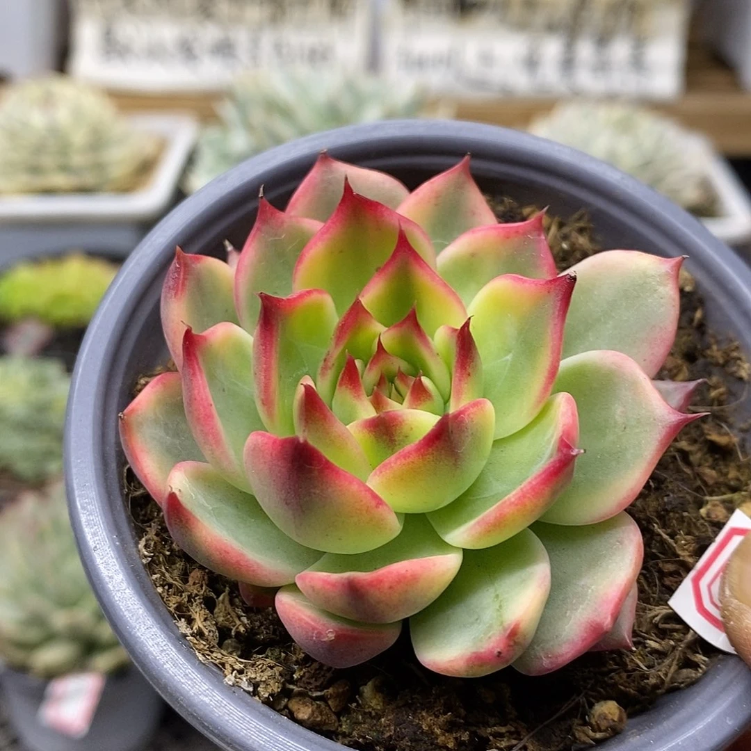 0574 桃花覆轮锦