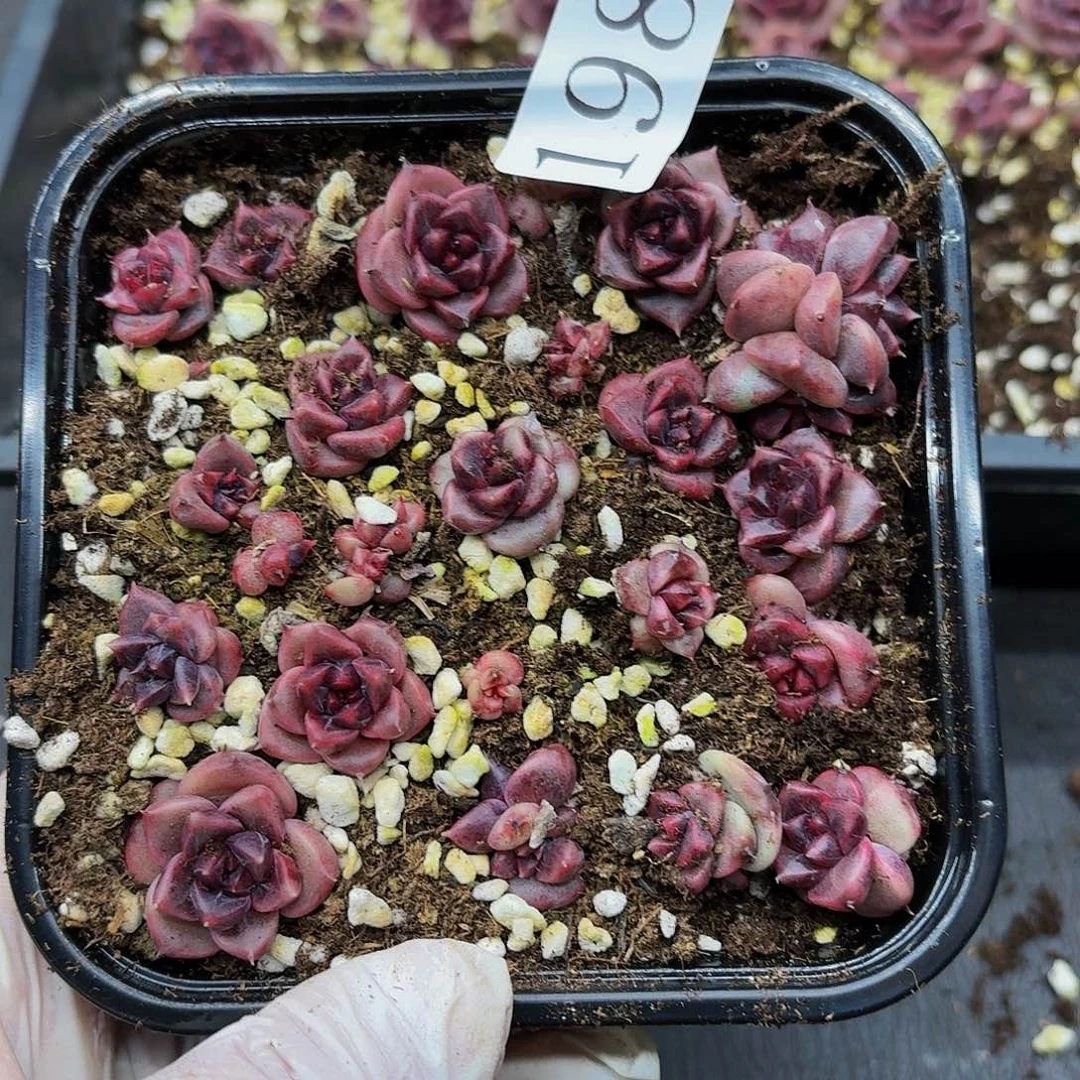 多肉植物多肉植物198