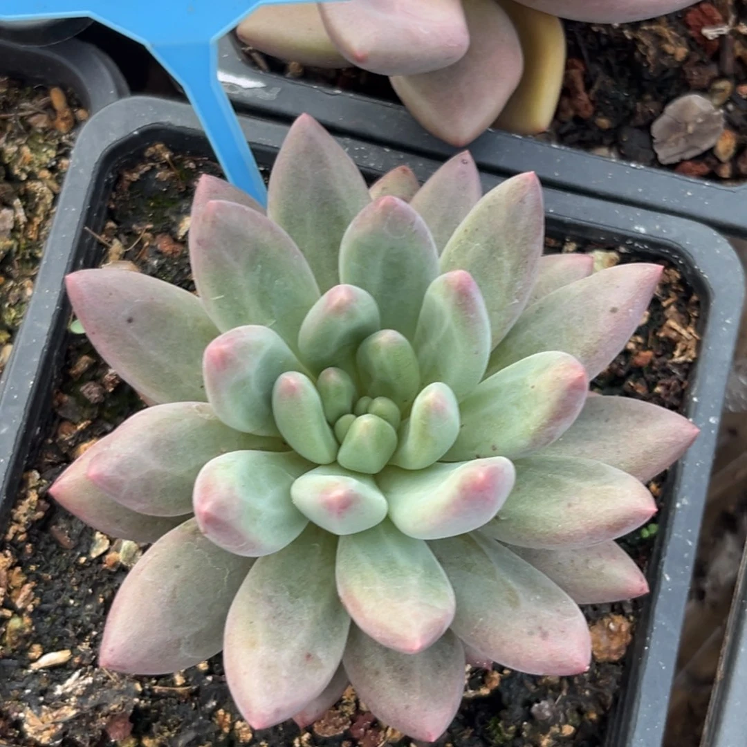水晶球多肉植物060
