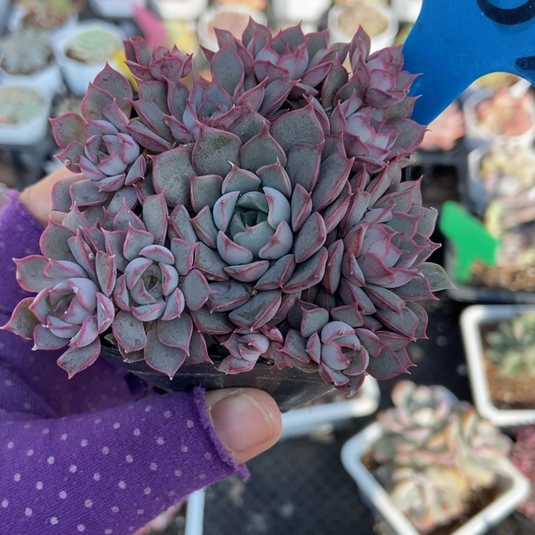6153玫瑰夫人多肉植物