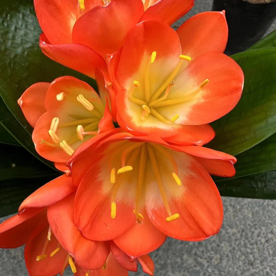 君子兰可绿植可盆栽