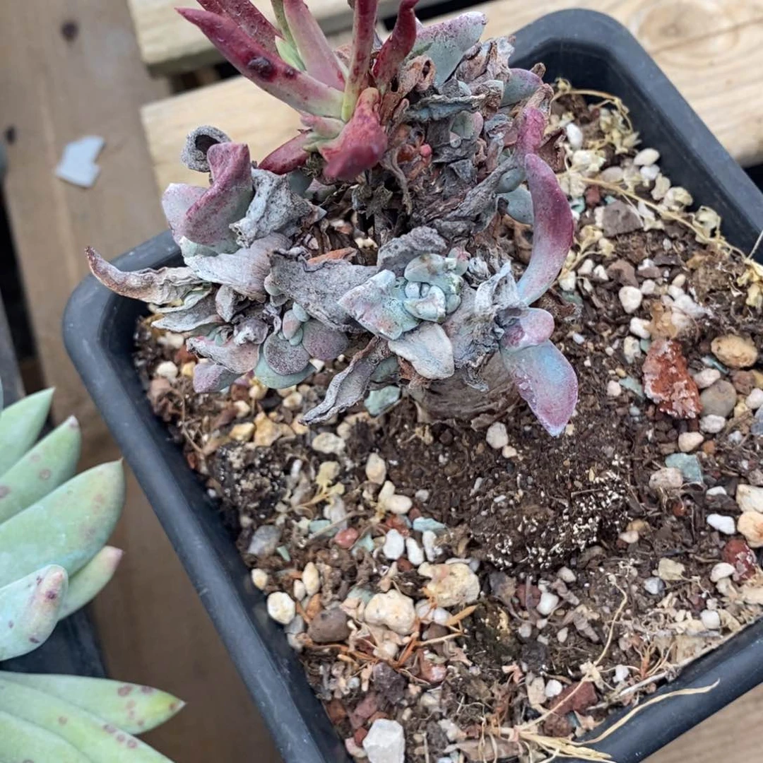 苹果叶瑕疵瑕疵瑕疵