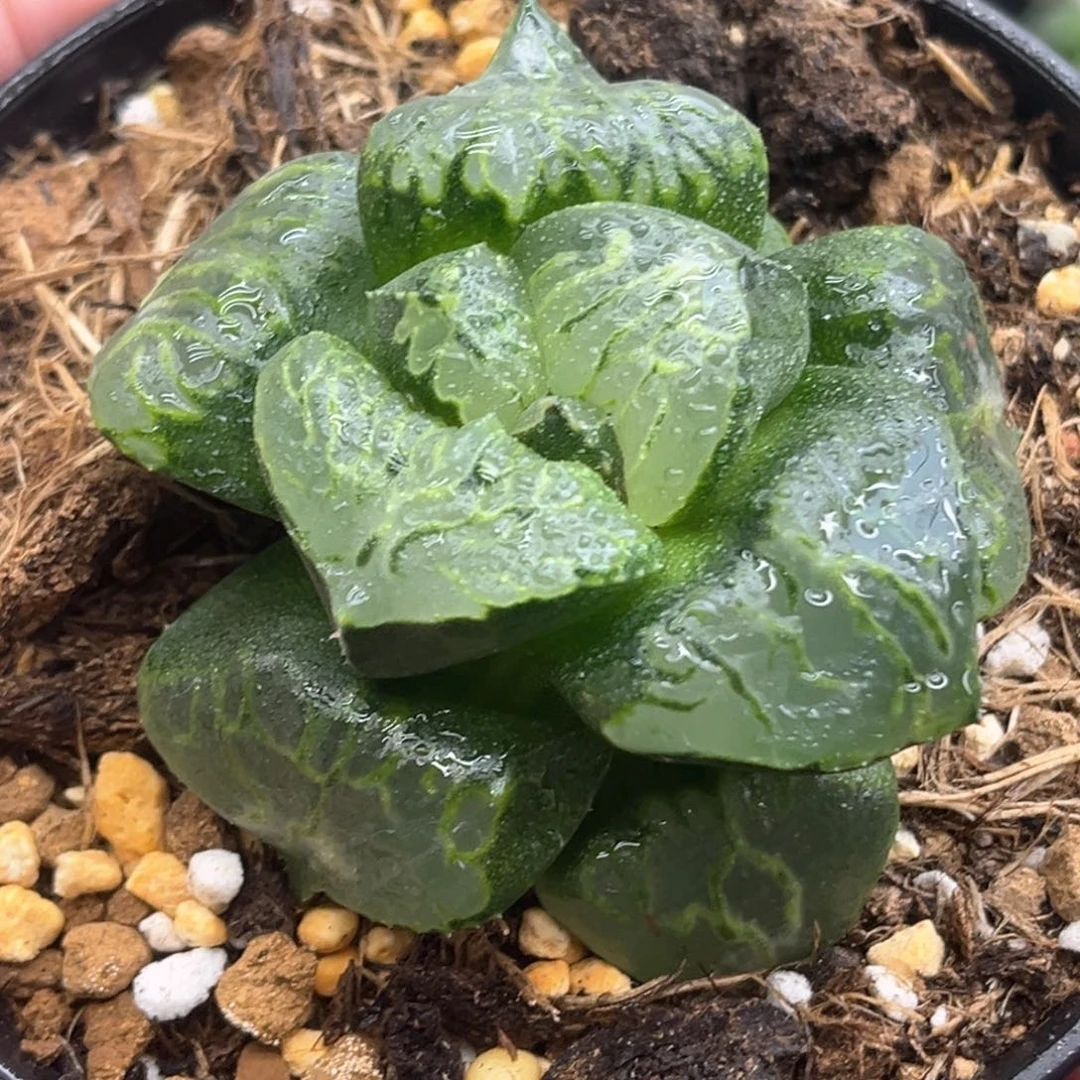 噢372酒吞发发发发发发