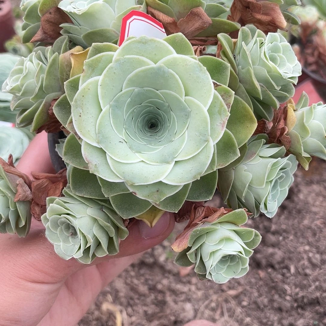 山地玫瑰不售后 559