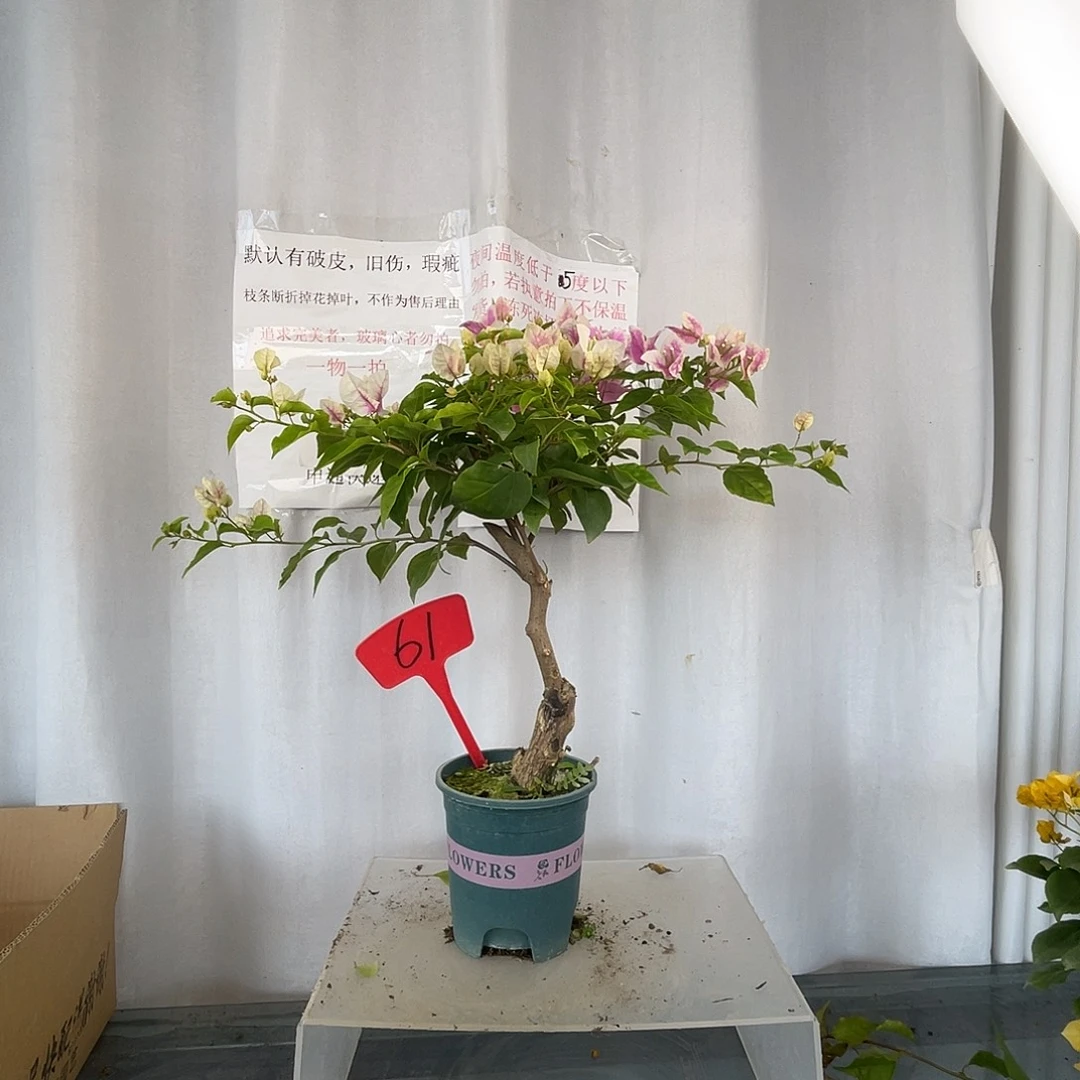 当前无花栽培后可以开花61广红樱小桩，粗3公分