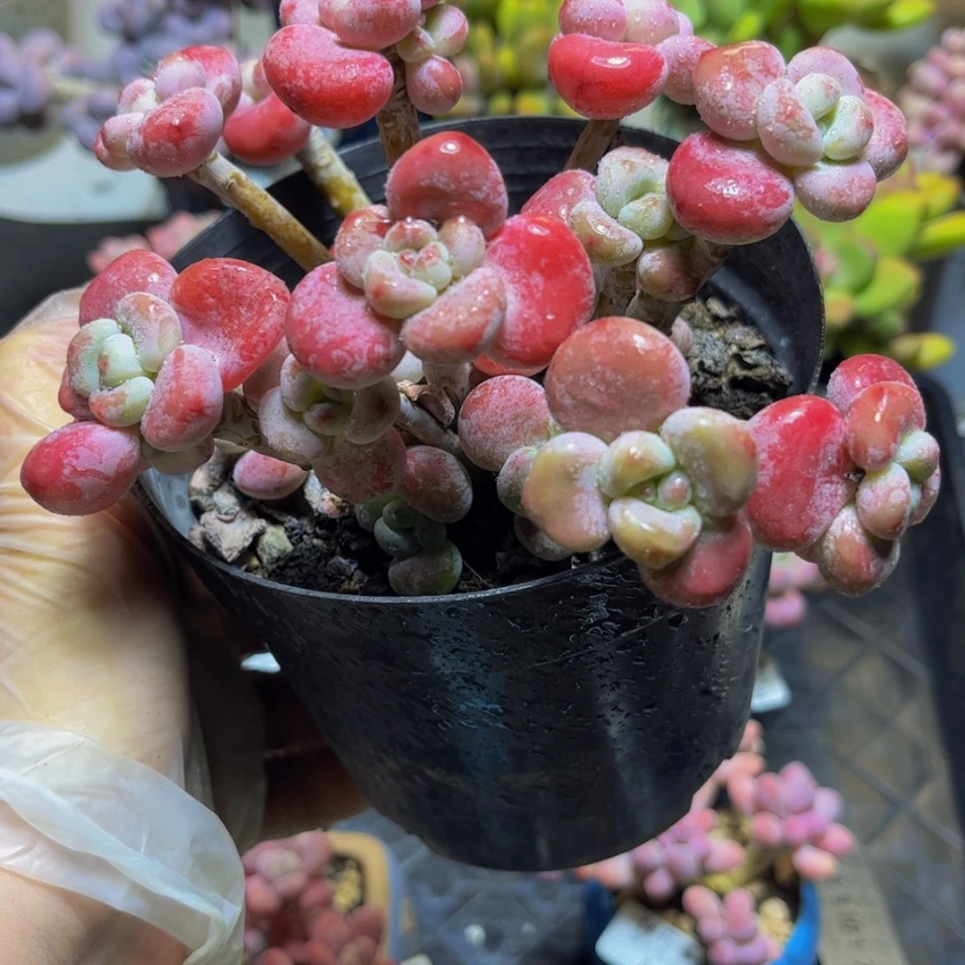 377腰子洛神14厘米多肉