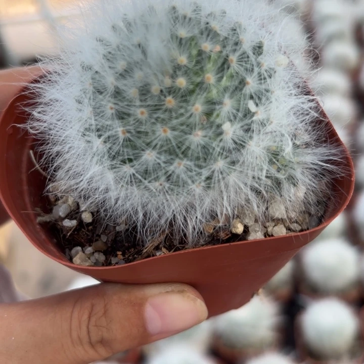 无刺丽光殿好养皮实好活