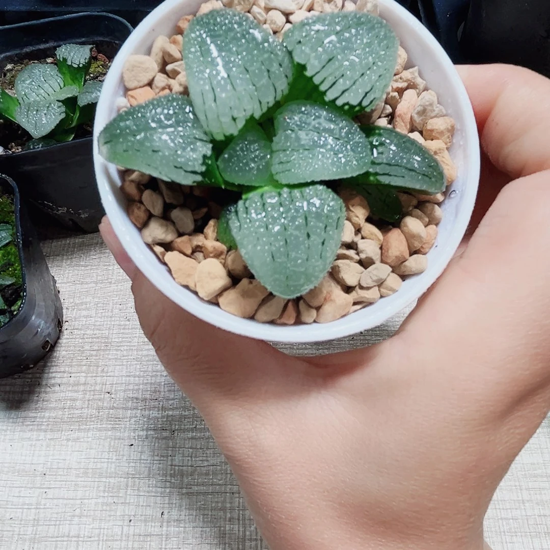 天空之镜多肉植物新手好养