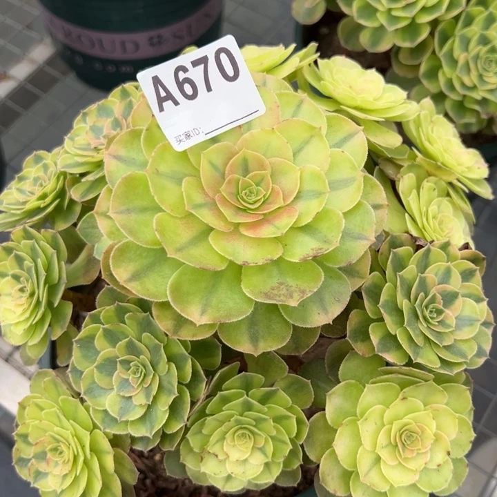 670雨荷20厘米左右