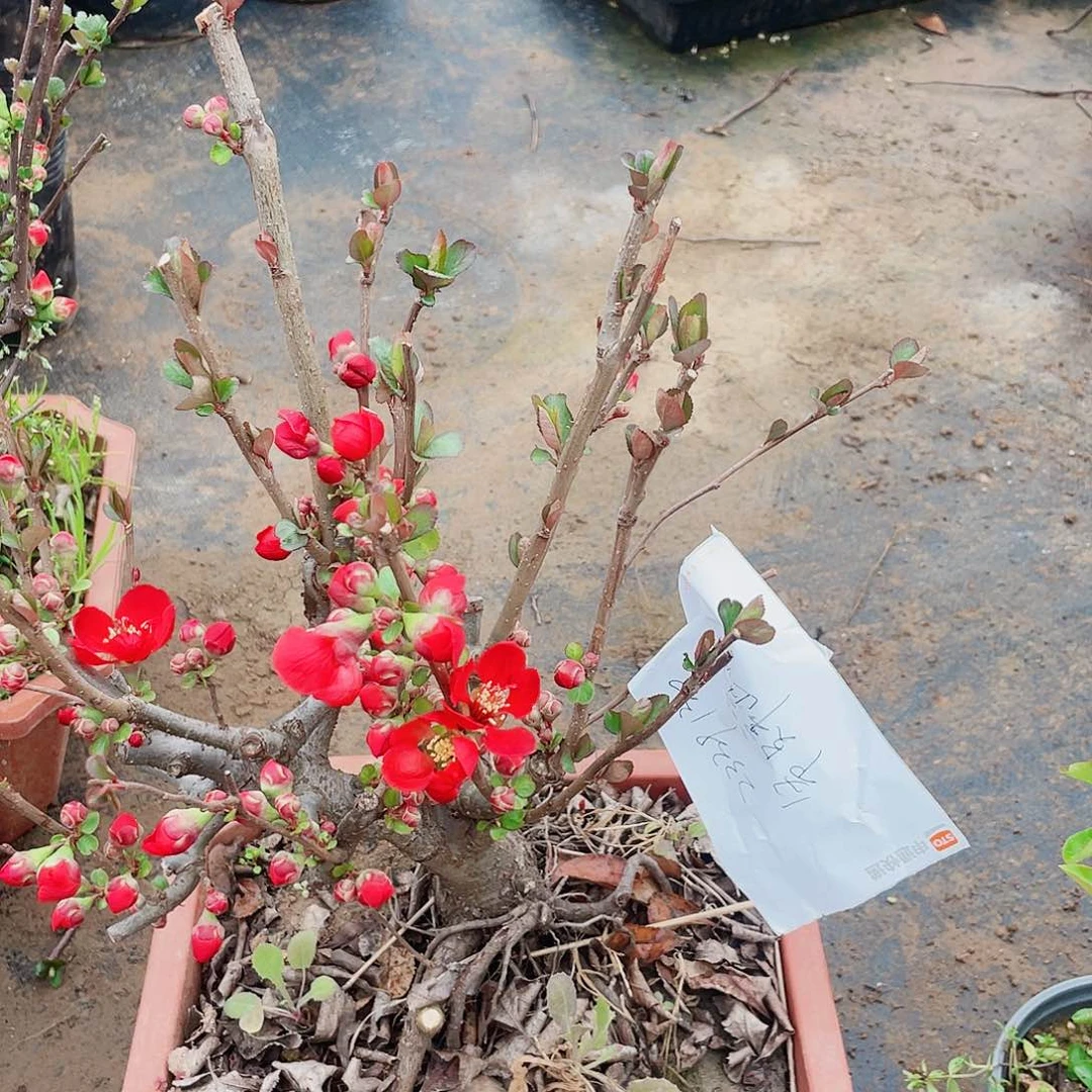 海棠海棠130130130