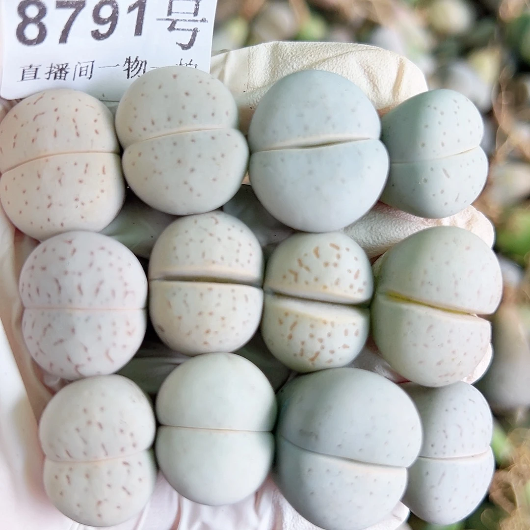 8791 好养易活生石花大母本12个