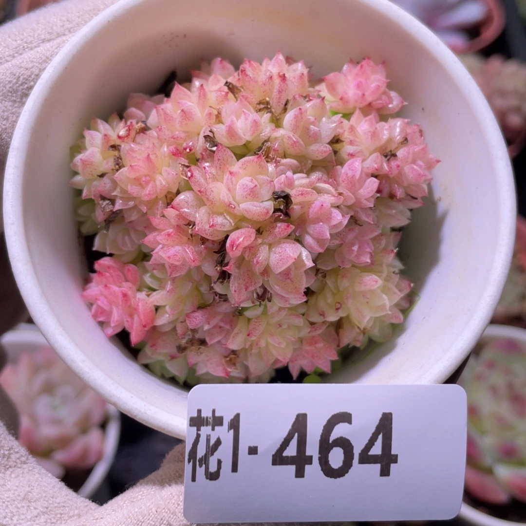 花利美1-464麦秆群